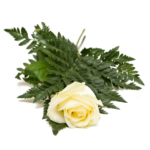 Handblomma vit