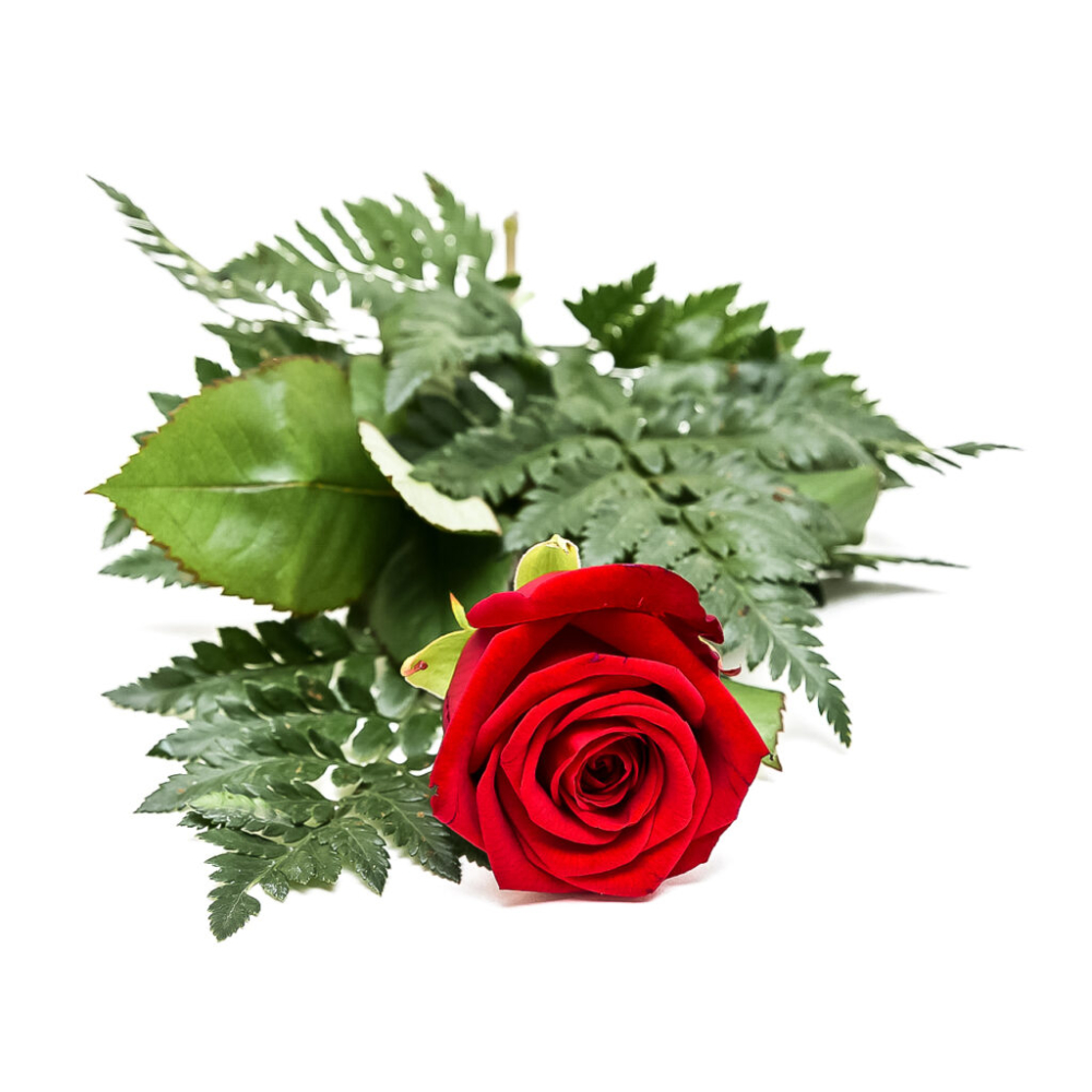Handblomma röd